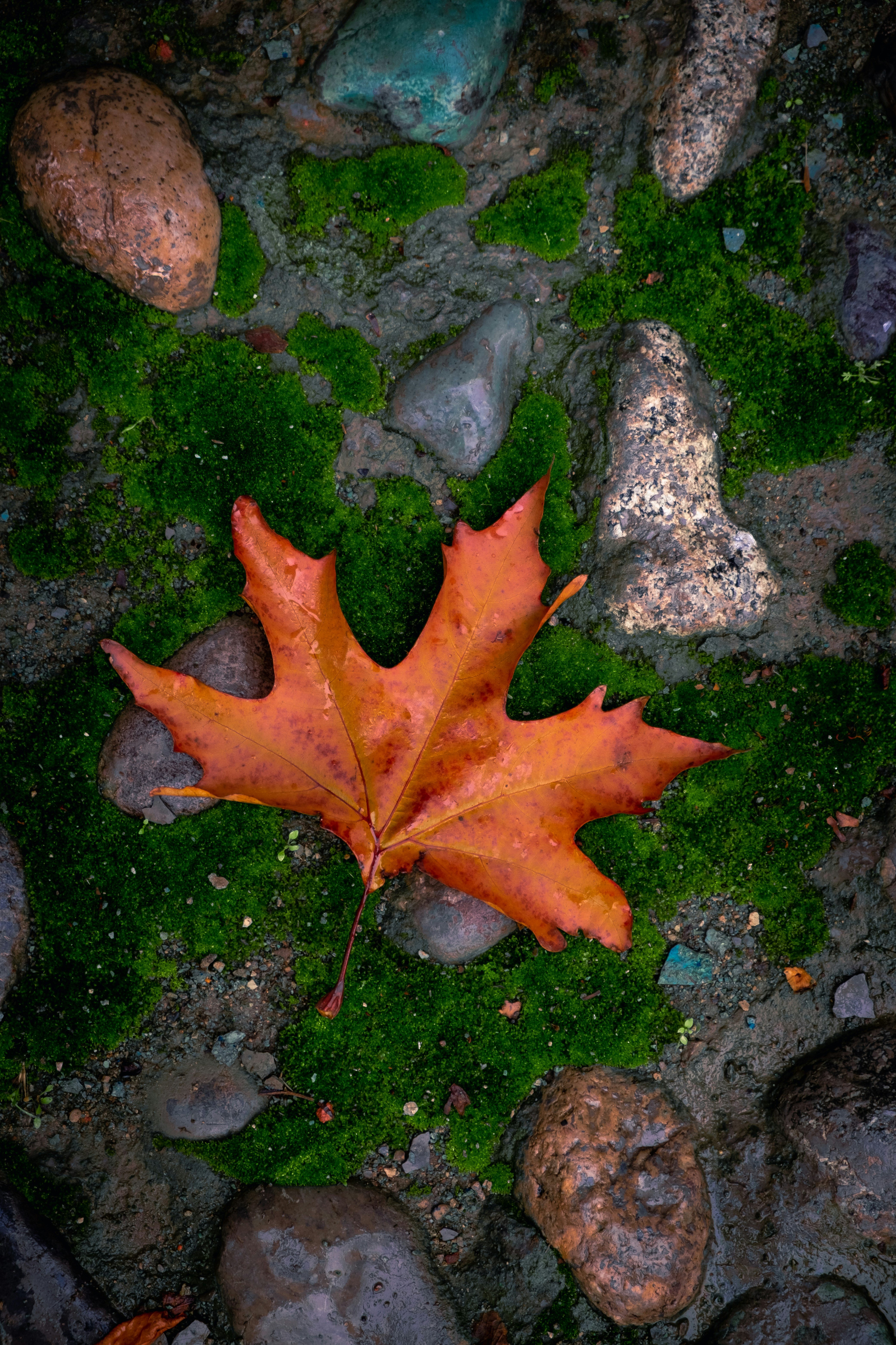 red maple leaf on black stone